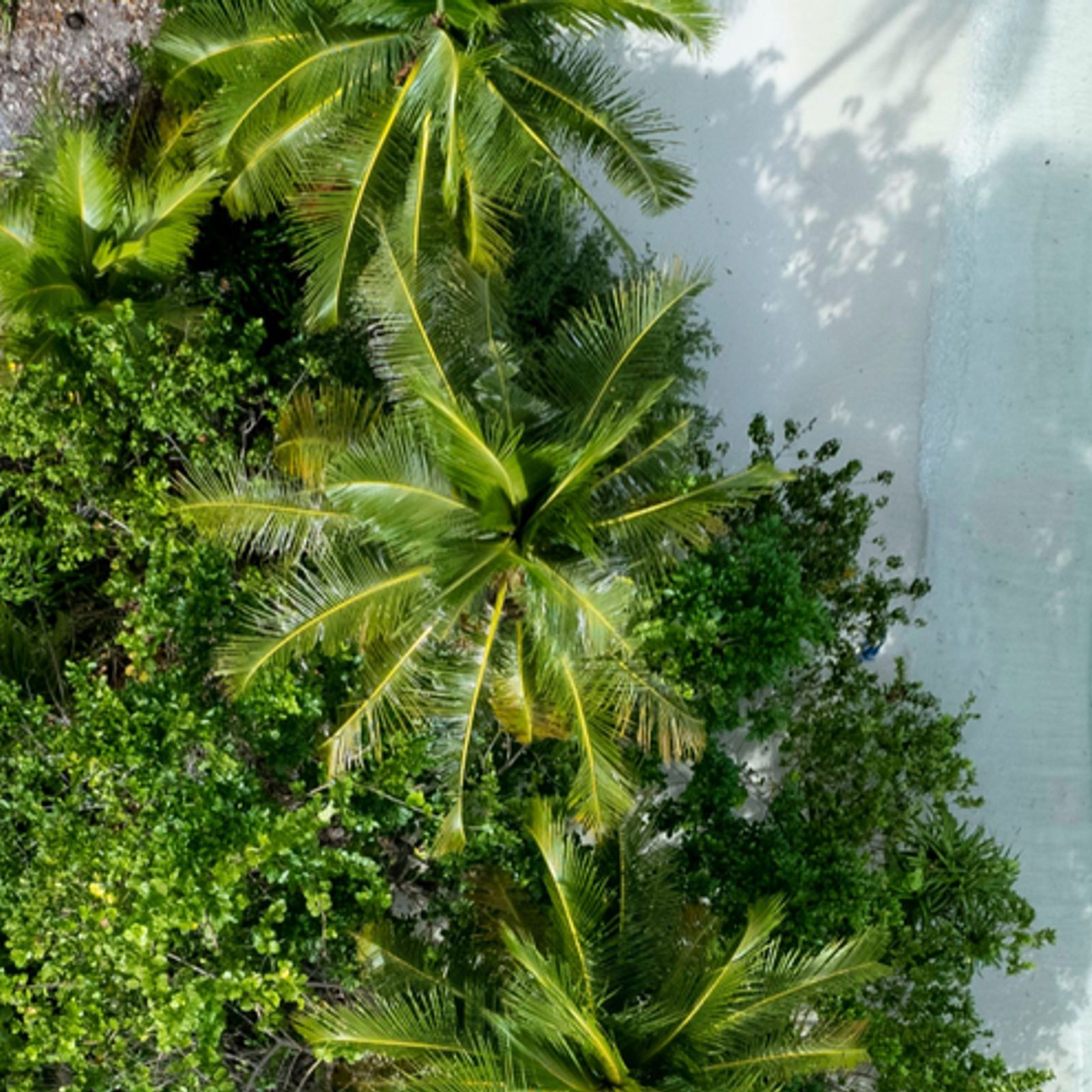 Tackling Invasive Species in the Pacific: A Collaborative Strategy